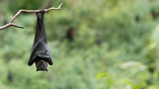 nipah v 25 may 18